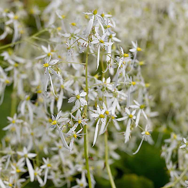 Artikelbild 6 des Artikels “Halbschatten-Stauden niedrig Nr. 3 “