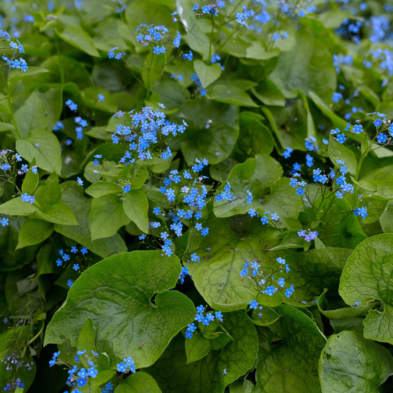 Artikelbild 6 des Artikels “Rhododendron-Unterpflanzung blau “