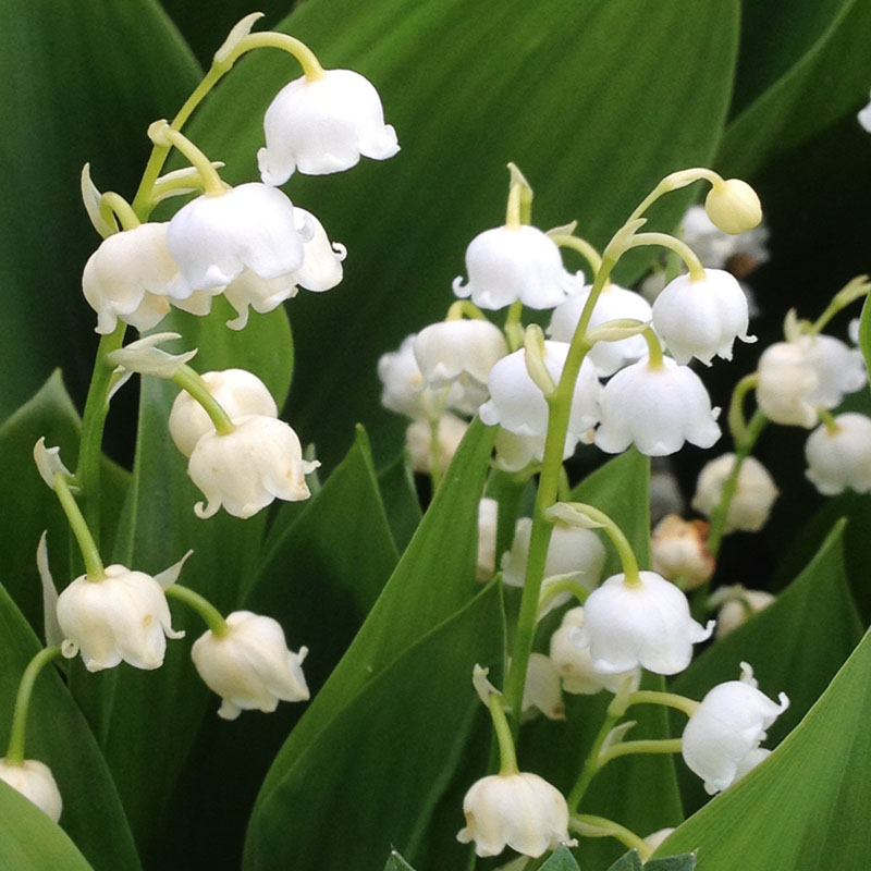 Artikelbild 6 des Artikels “Rhododendron-Unterpflanzung weiß “
