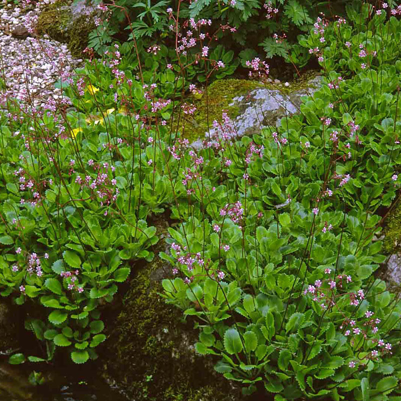 Artikelbild 6 des Artikels “Rhododendron-Unterpflanzung rosa / violett “