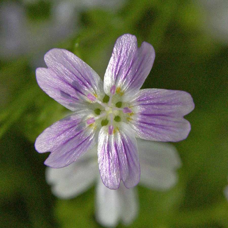 Artikelbild 6 des Artikels “Sibirisches Quellkraut “