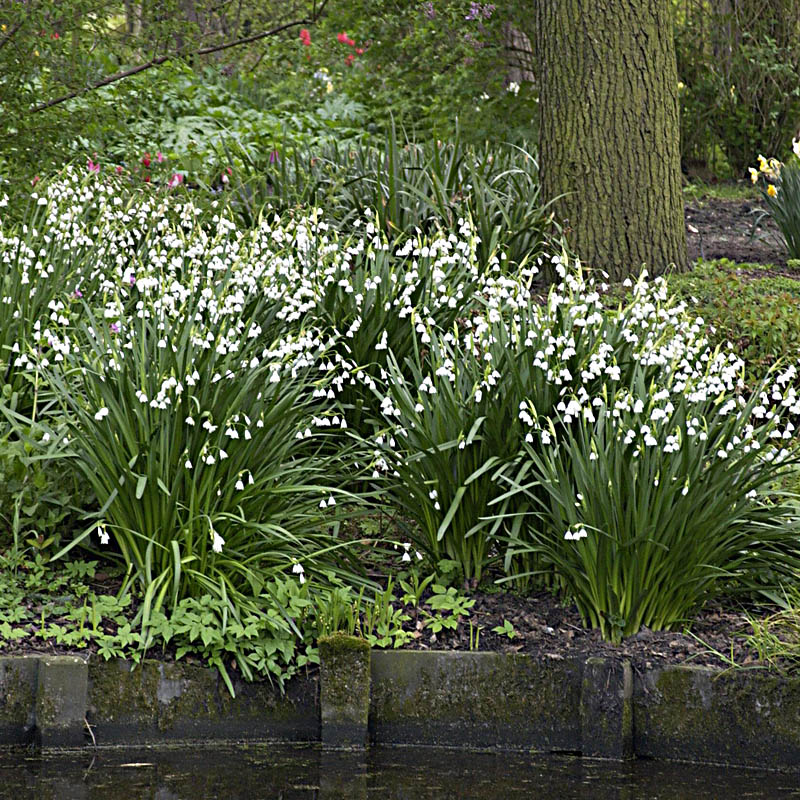 Artikelbild 6 des Artikels “Knotenblume, Märzenbecher “