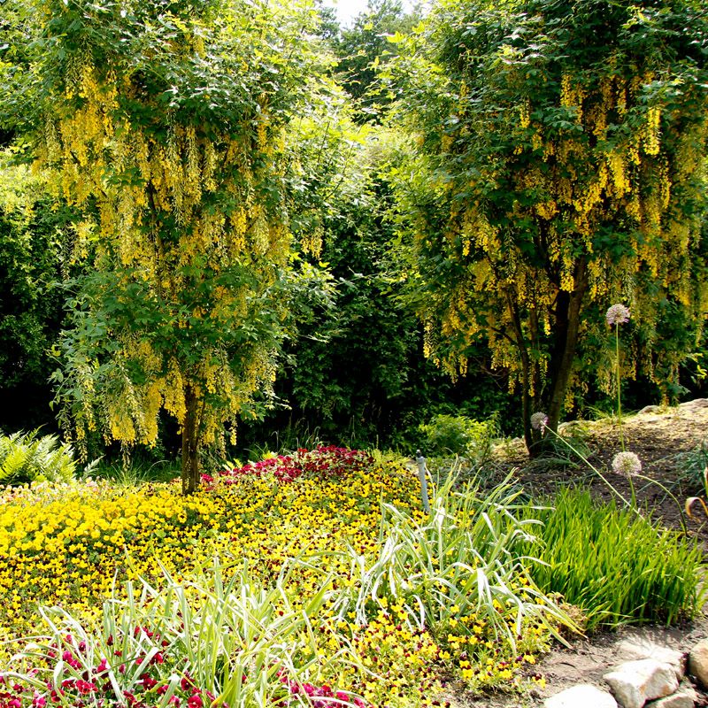 Artikelbild 6 des Artikels “Goldregen “