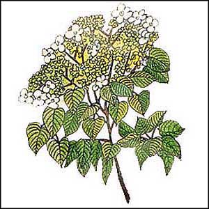 Artikelbild 6 des Artikels “Kletter-Hortensie “