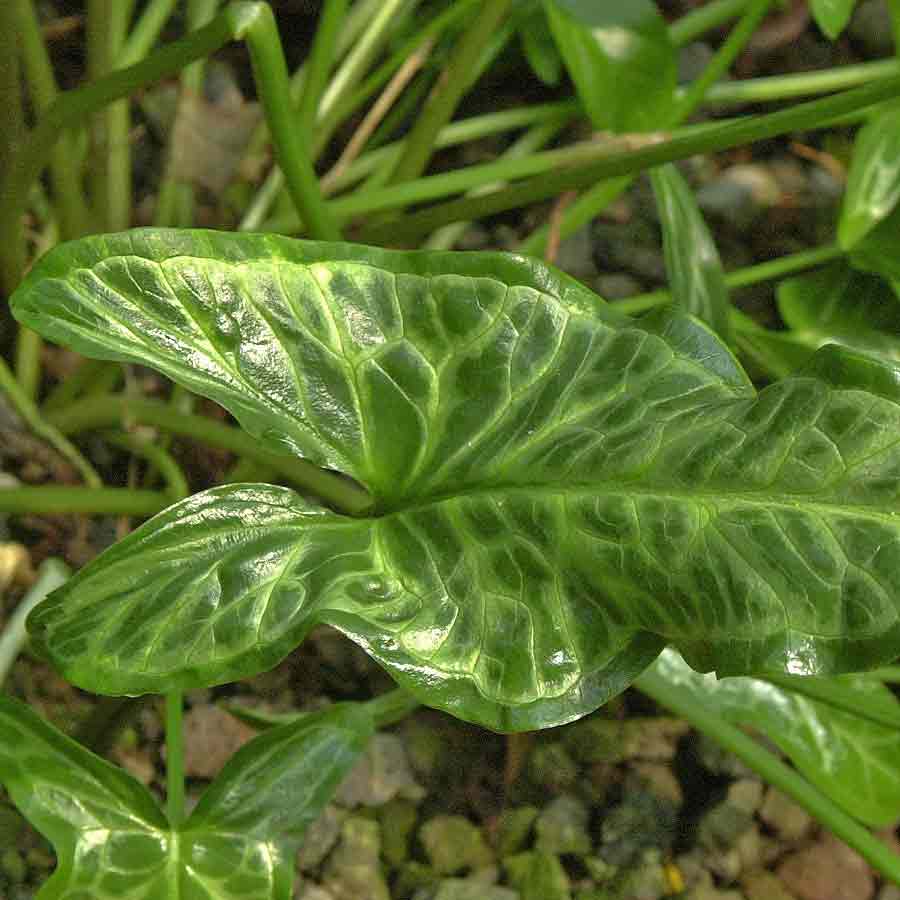 Artikelbild 6 des Artikels “Italienischer Aronstab “