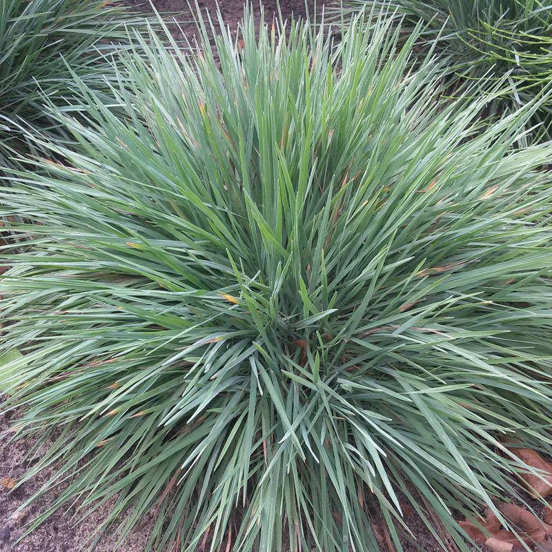 Artikelbild 7 des Artikels “Sonnen-Stauden niedrig bis mittelhoch, Nr. 2 “