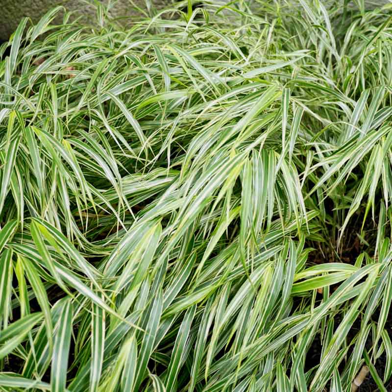 Artikelbild 7 des Artikels “Halbschatten-Stauden mittelhoch Nr. 2 “