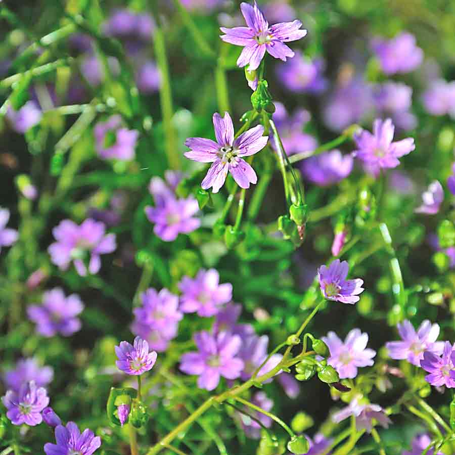 Artikelbild 7 des Artikels “Sibirisches Quellkraut “