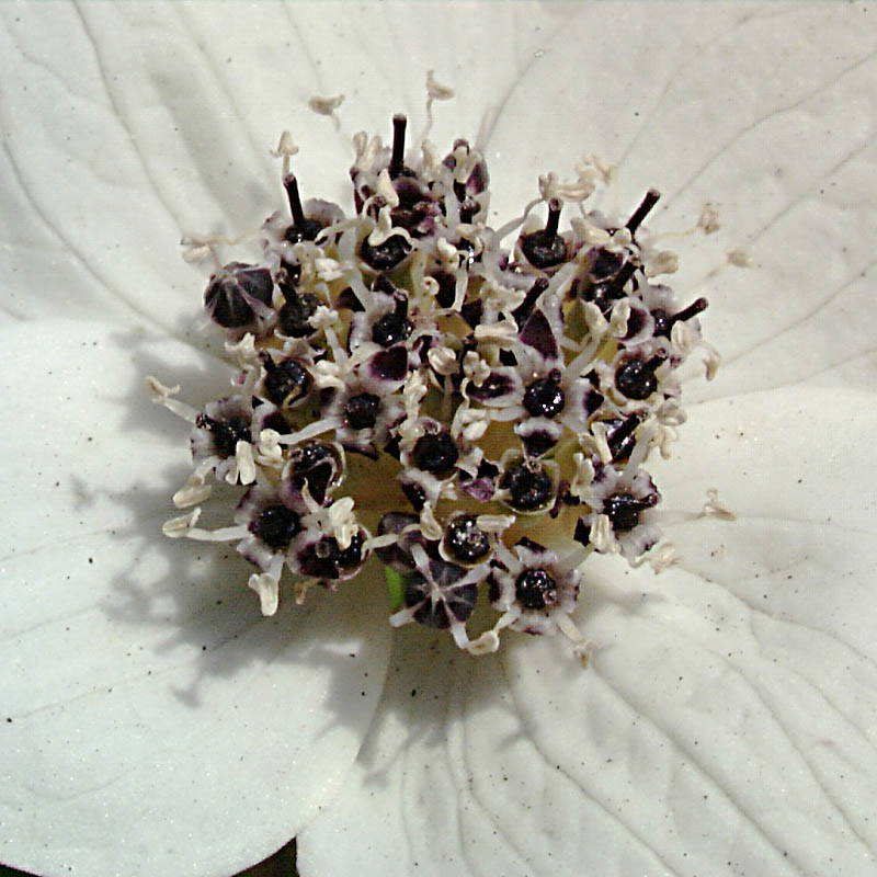 Artikelbild 7 des Artikels “Teppich-Hartriegel “