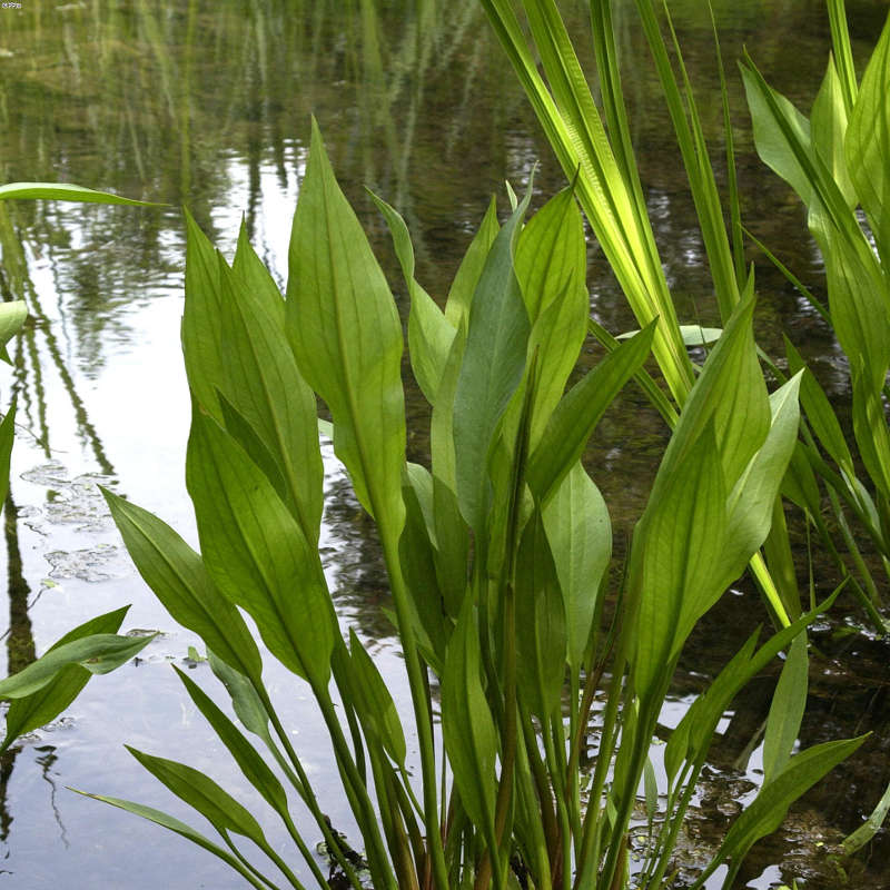 Artikelbild 7 des Artikels “Natur-Teichpflanzen 25 “