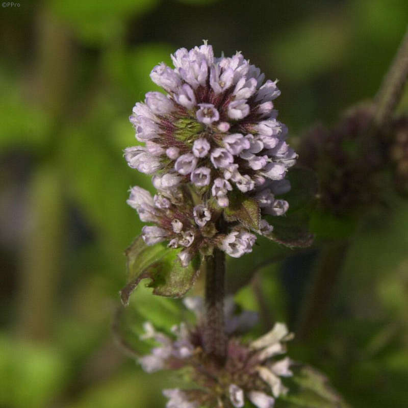 Artikelbild 7 des Artikels “Natur-Teichpflanzen 50 “