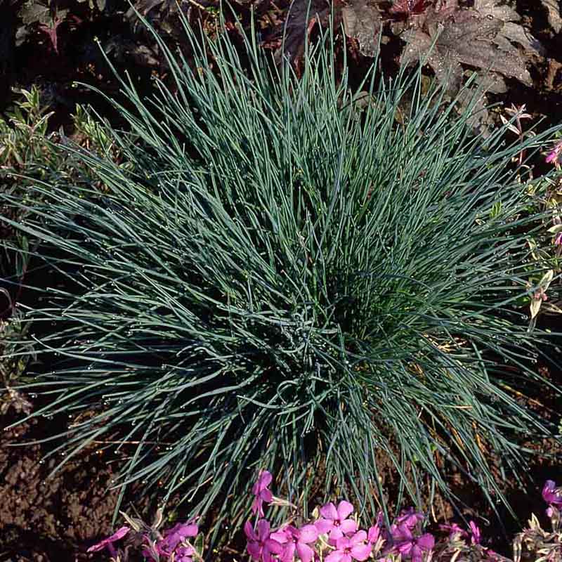 Artikelbild 8 des Artikels “Sonnen-Stauden niedrig Nr. 1 “