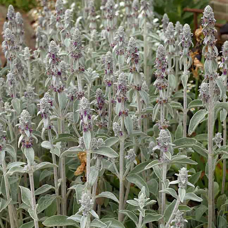 Artikelbild 8 des Artikels “Sonnen-Stauden niedrig bis mittelhoch Nr. 1 “