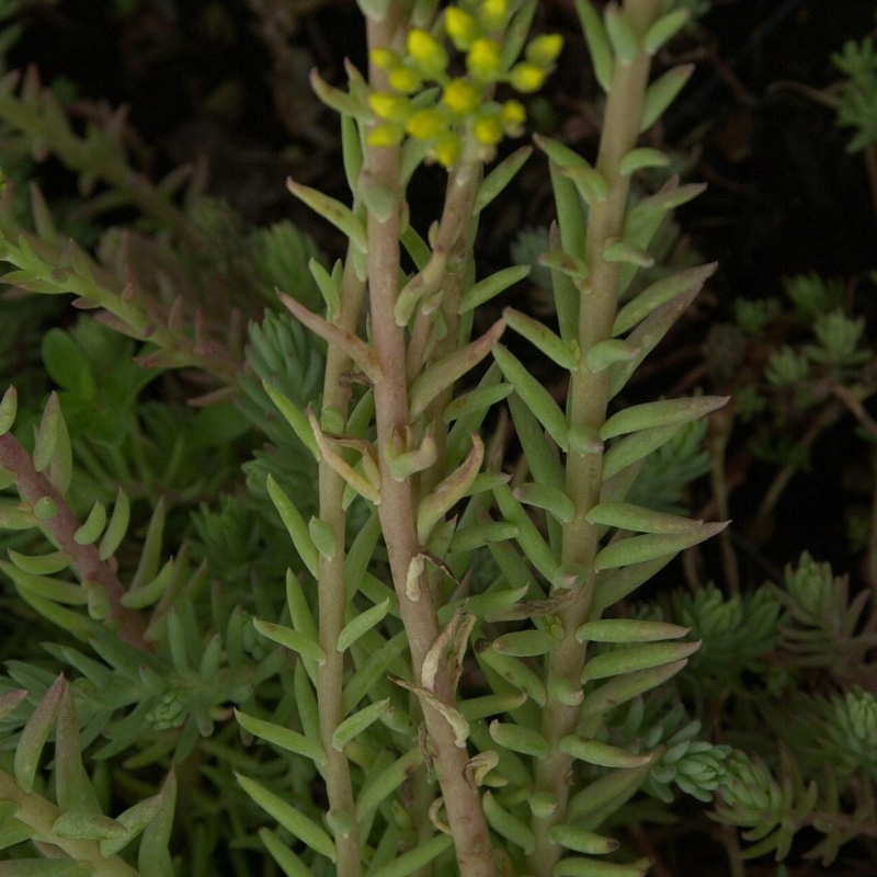 Artikelbild 8 des Artikels “Dachstauden-Sortiment “