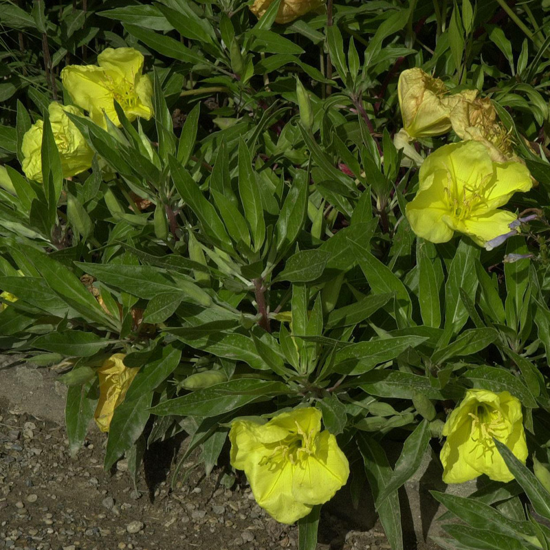 Artikelbild 8 des Artikels “Sonnen-Stauden niedrig bis mittelhoch, Nr. 2 “