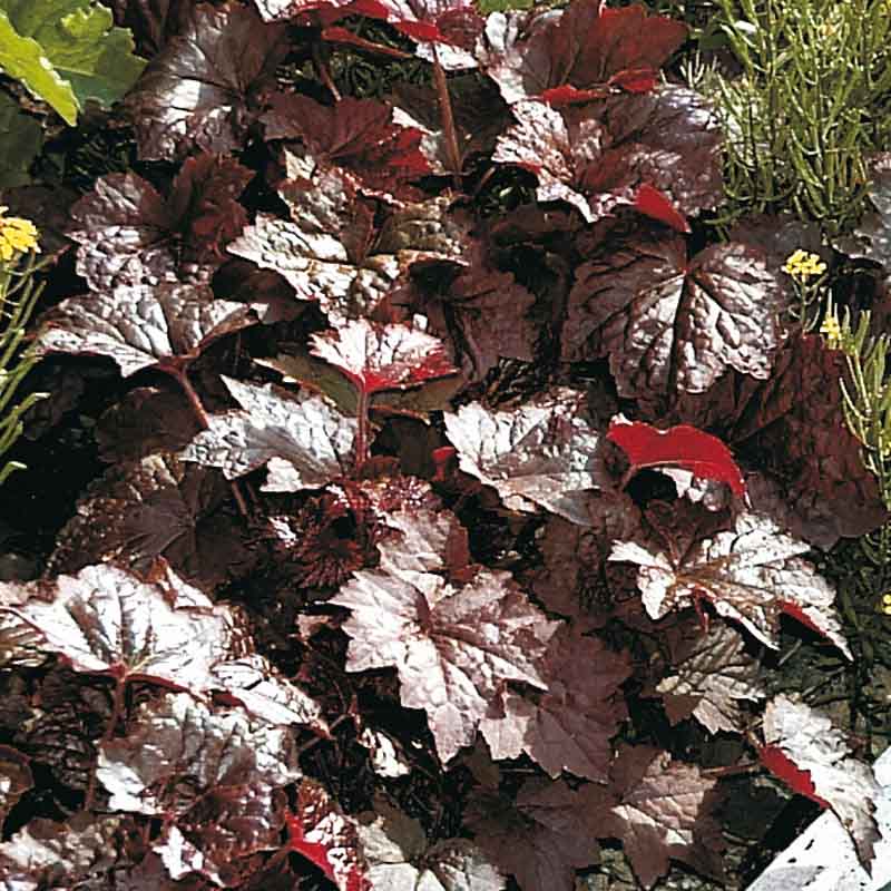 Artikelbild 8 des Artikels “Halbschatten-Stauden niedrig Nr. 1 “