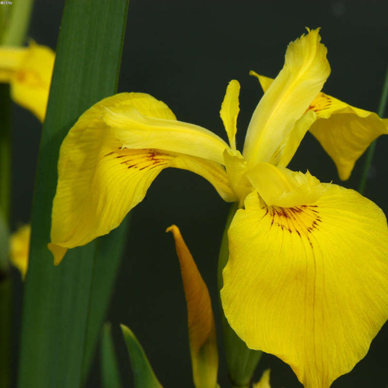 Artikelbild 8 des Artikels “Natur-Teichpflanzen 200 “