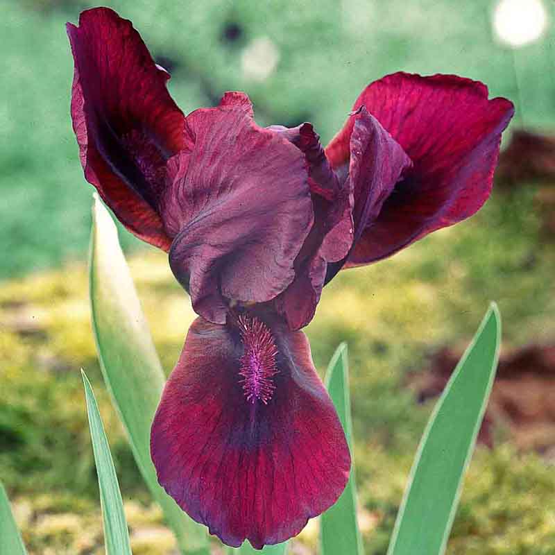 Artikelbild 9 des Artikels “Sonnen-Stauden niedrig Nr. 1 “