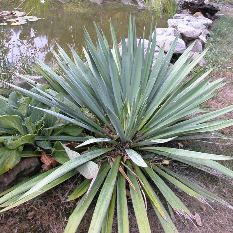 Artikelbild 9 des Artikels “Sonnen-Stauden niedrig bis mittelhoch, Nr. 2 “