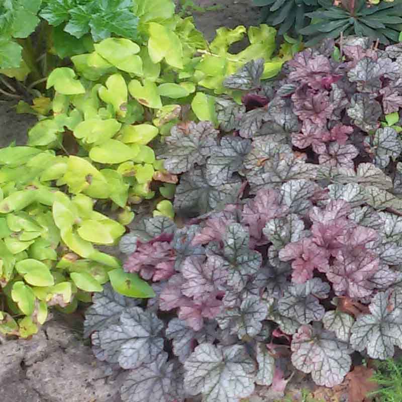 Artikelbild 9 des Artikels “Halbschatten-Stauden niedrig Nr. 1 “