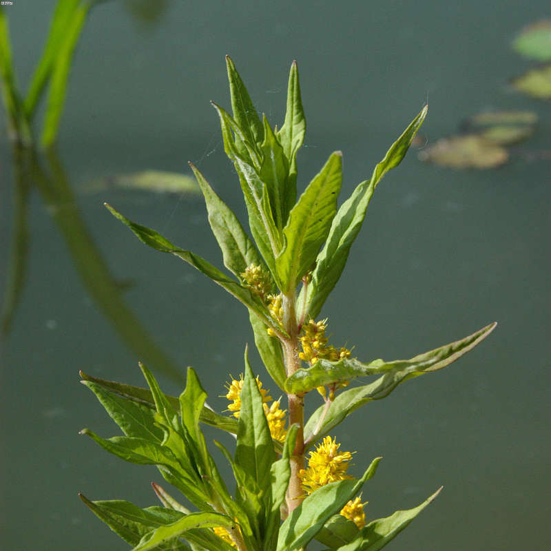 Artikelbild 9 des Artikels “Natur-Teichpflanzen 100 “
