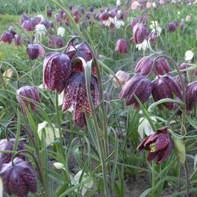 Naturagart Naturagart