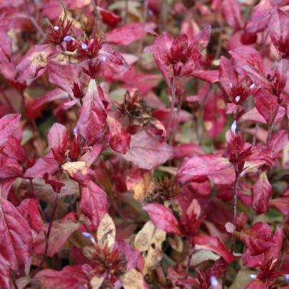 Bleiwurz bodendecker Bleiwurz bodendecker