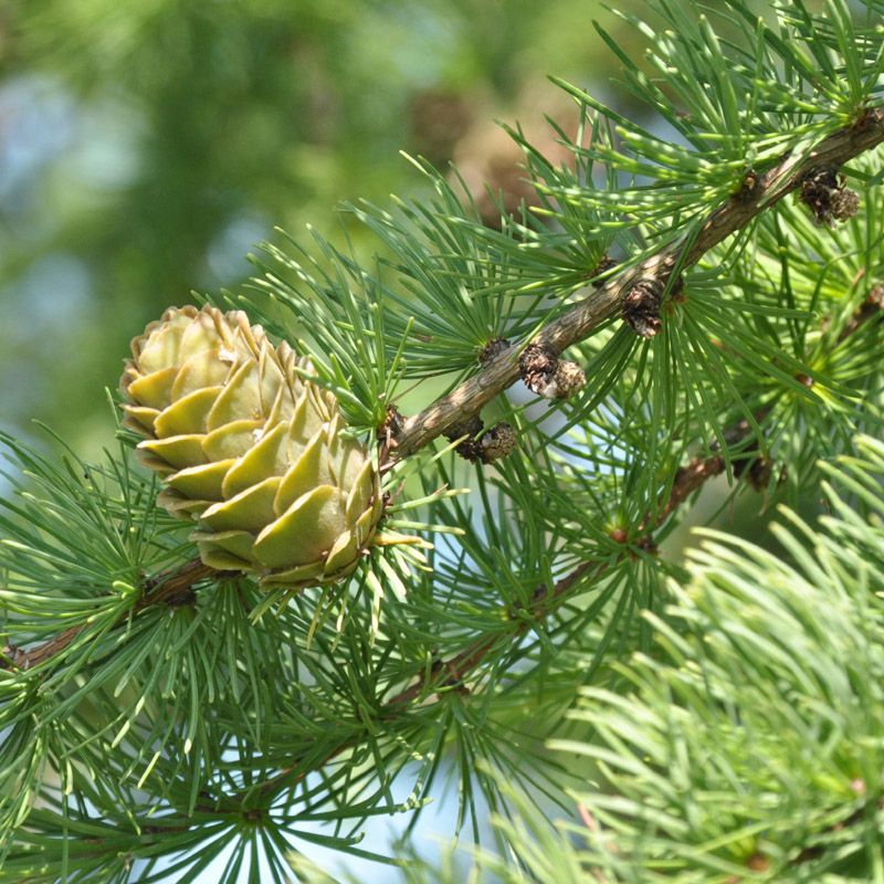 NaturaGart Shop | Japanische Lärche | online kaufen