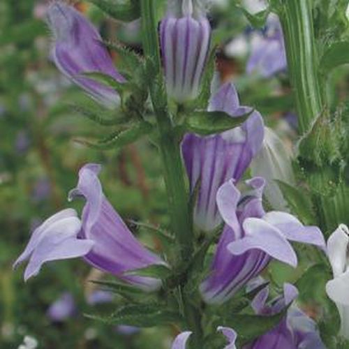 NaturaGart Shop WasserLobelie, blau online kaufen