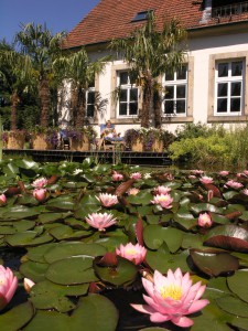 Seerosen auf einem Gartenteich im NaturaGart Park Ibbenbüren Seerosen auf einem Gartenteich im NaturaGart Park Ibbenbüren