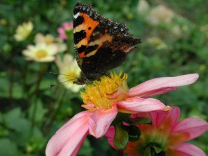 Bis auf wenige Ausnahmen überleben erwachsene Insekten den Winter nicht