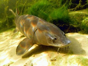Stör im NaturaGart Unterwasserpark