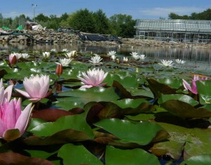 Seerosen Huminstoffe