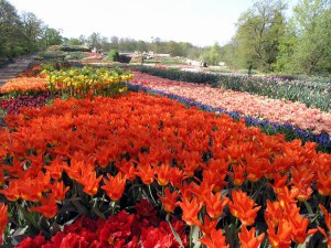 Tulpen im NaturaGart Park