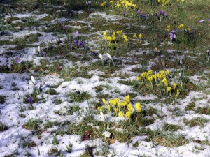 Frühlingsblüte im NaturaGart Park