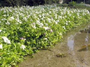 Ufermatten Bepflanzung Lippenmäulchen
