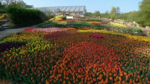 Blumenwiese im NaturaGart Park