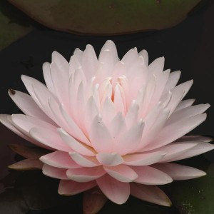 Seerose Gloire de Temple-sur-Lot