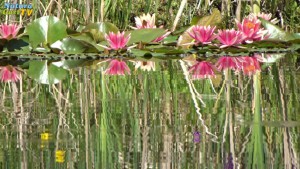 20170607-naturagart-nachrichten-blauregen-azaleen-schwertlilien-parkbesuch-teichpumpe-wassermenge-stromverbrauch-id1168