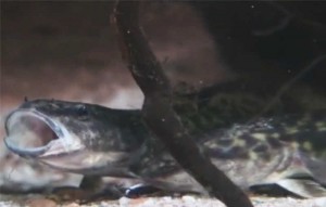 Quappen: Neue Bewohner des Kaltwasseraquariums