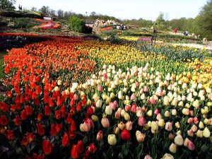 Frühlingsblüte im NaturaGart Park mit tausenden von Blumen
