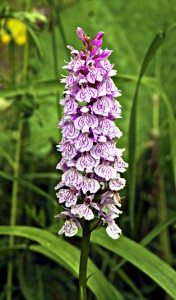 Geflecktes Knabenkraut