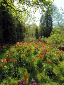 Blühende Blumenwiese im NaturaGart Park