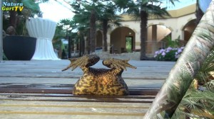 Dicke Kröte steckt zwischen Steg-Brettern fest.