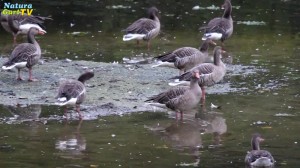 Graugänse in der NaturaGart Wasserwildnis