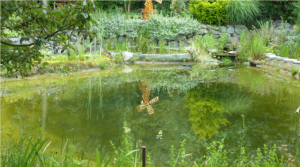 Schwimmteich bei indialogo