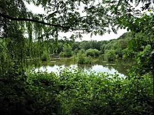 Wild belassene Wasserlanschaft