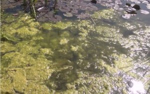 Algen im Teich