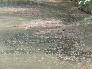 Blütenstaub im Gartenteich