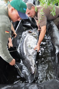 Der Beluga Stör wird aus dem mit Teichfloie ausgekleideten Hänger gehoben.